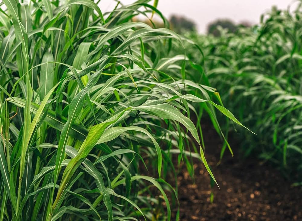 Sorghum Grass