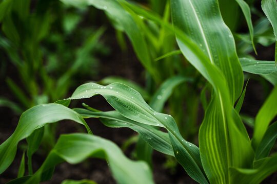 Maize