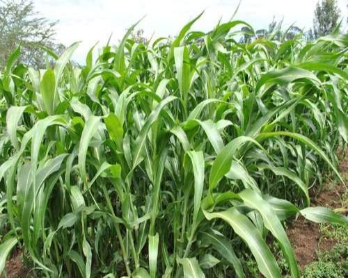 Millet