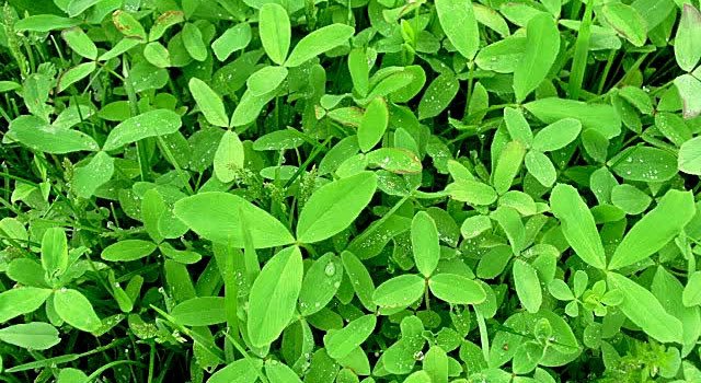 Clover